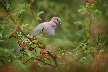 Bird in the nature green habitat near the water. Pink dove in nature, wildlife, Botswana. Laughing dove, Spilopelia senegalensis, small pigeon that is a resident breeder in Africa.