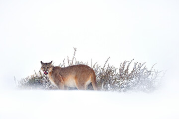 Wild big cat Cougar, Puma concolor, hidden portrait of dangerous animal with stone. Wildlife scene...