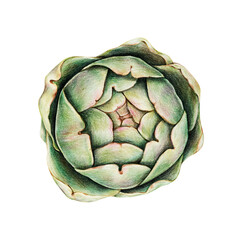 Organic raw food png artichoke drawing illustration