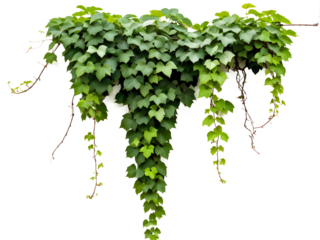 Green leaves Javanese treebine or Grape ivy (Cissus spp.) jungle vine hanging ivy plant bush isolated on transparent background with clipping path.
