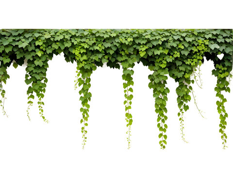 Green leaves Javanese treebine or Grape ivy (Cissus spp.) jungle vine hanging ivy plant bush isolated on transparent background with clipping path.
