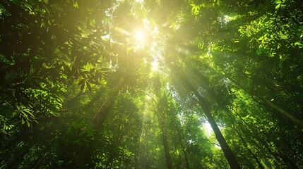 Naklejka premium Protecting Our Green Canopy: Sunlight Illuminating Vibrant Forest Below Calls for Conservation Efforts