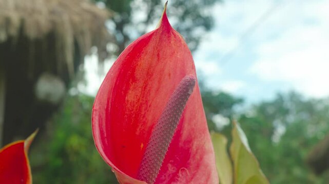 Vibrant Red Flower Against a Clear Blue Sky