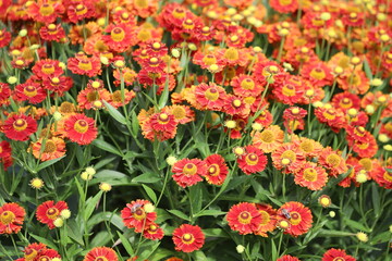 Helenium autumnale. Yellow and red flowers in garden.