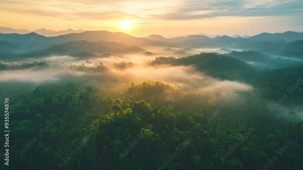 Aufkleber aerial top view forest tree rainforest ecosystem and healthy environment concept background texture 