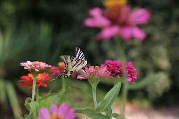 butterfly on flower