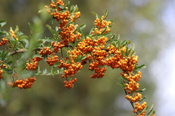 Pyracantha coccinea. Firethorn berries, rosaceae evergreen shrub.