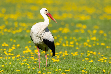 White stork (ciconia ciconia), National park Polana, Slovakia