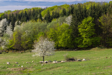 Sheep and goat herd in Polana mountains, Slovakia © Richard Semik