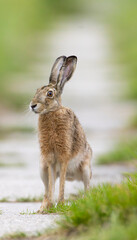Field hare (Lepus europaeus) in Bird park Kosteliska near Dubnany, Southern Moravia, Czech Republic