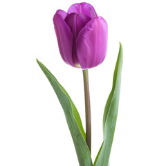 Fototapeta premium A vibrant purple tulip isolated on a transparent background