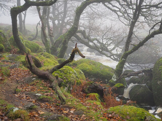 The lichen covered ancient oak trees and boulders of Black-a-Tor Copse next to the West Okement River where bright green lichens and mosses cover the rocks and trees, Dartmoor National Park, Devon, UK