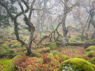 The lichen covered ancient oak trees and boulders of Black-a-Tor Copse next to the West Okement River where bright green lichens and mosses cover the rocks and trees, Dartmoor National Park, Devon, UK