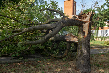 trees felled and trunks broken by strong gusts of wind on the city, extensive damage caused by the climate, tornado and powerful storms. summer weather news on climate emergency. 
