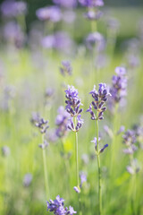 Beautiful lavender in the garden in summer