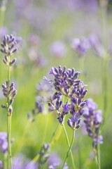 Obraz premium Beautiful lavender in the garden in summer