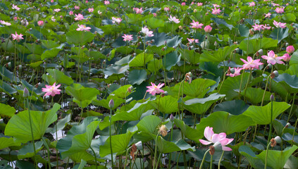 Beautiful lotus flower and green leaves in the water, nature background