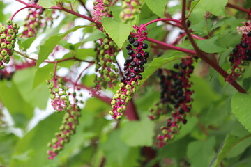 Phytolacca decandra, indian pokeweed ripening black fruits on branches.