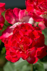 Beautiful varietal red rose in the garden close-up