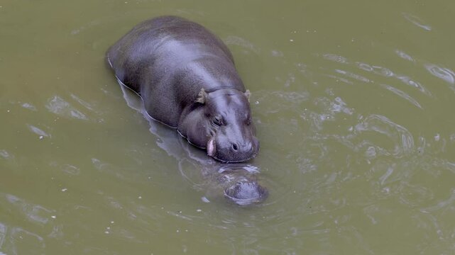 couple of pygmy hippopotamus (Choeropsis liberiensis) copulating  in a murky body of water. 4K. Cabarceno Nature Park. Cantabria, Spain.