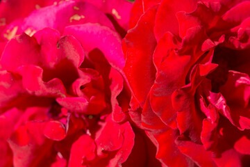 Beautiful varietal red rose in the garden close-up