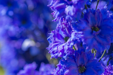 Blue delphinium close-up in the garden in summer