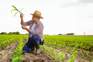 Farmer examining young corn plant in a vast field.