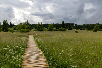 National natural monument Upolinova louka pod Krizky, Western Bohemia, Czech Republic