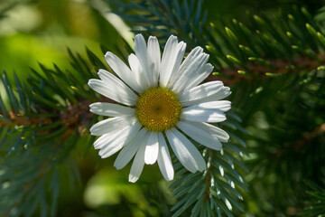Chamomile flower stuck in branches of blue spruce