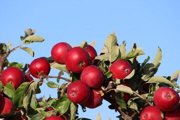 Sweden. Malus prunifolia is a species of crabapple tree known by the common names plumleaf crab apple, plum-leaved apple, pear-leaf crabapple, Chinese apple and Chinese crabapple. 