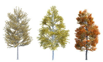 Tree set autumn set png alpha chanel paper birch tamaro trident maple