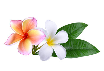 Plumeria,pink white  frangipani flowers isolated on  transparent...