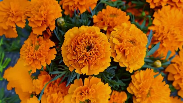 Marigold Flowers Blooming in the Garden, Vibrant Orange Petals