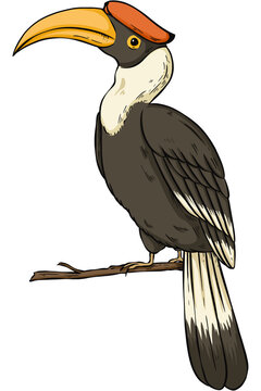 hornbill bird perched on branch clip art preview