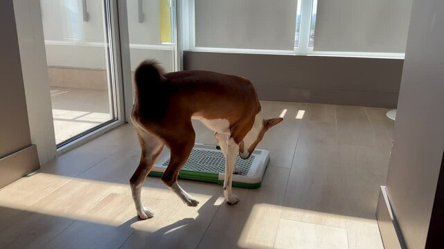 Well trained basenji dog peeing on a tray at home. Indoor potty training for dogs.