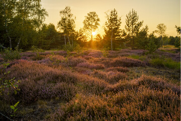 Zachód słońca na wrzosowisku © pinus25