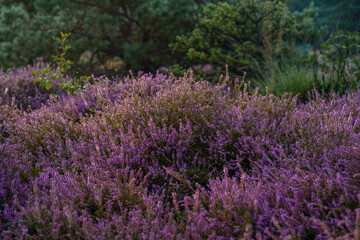 wrzosy o wschodzie słońca