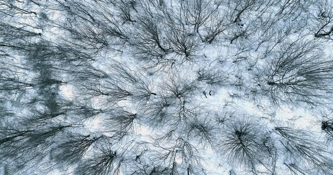Drone ascends slowly over a winter forest, revealing a tranquil scene of bare trees and snow.