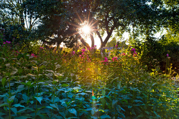 Outdoor, forest and growth of flowers, nature and fresh air for plants, color and environment in...