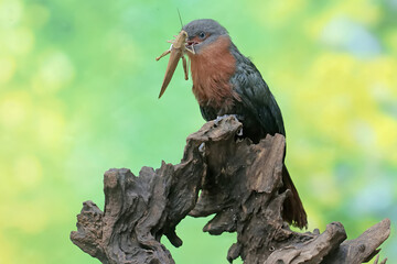 A young chestnut-breasted malkoha is preying on a grasshopper. This beautifully colored bird has the scientific name Phaenicophaeus curvirostris.