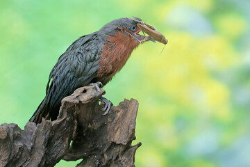 A young chestnut-breasted malkoha is preying on a grasshopper. This beautifully colored bird has the scientific name Phaenicophaeus curvirostris.