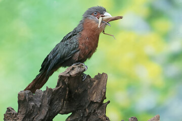 A young chestnut-breasted malkoha is preying on a grasshopper. This beautifully colored bird has the scientific name Phaenicophaeus curvirostris.