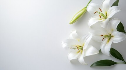 White Lilies on White Background
