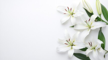 Obraz premium White Lilies on a White Background
