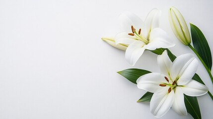 White Lilies on a White Background