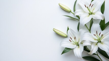Obraz premium White Lilies on White Background