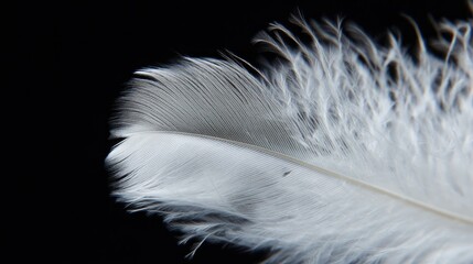 A close-up of a white feather on a black background, symbolizing lightness and purity