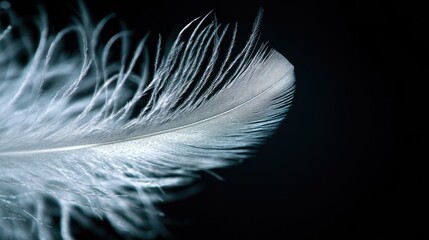 A close-up of a white feather on a black background, symbolizing lightness and purity