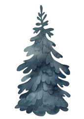 Spruce isolated on isolated background, watercolor illustration, fir hand drawing