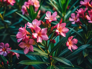 Obraz premium Vibrant pink oleander flowers bloom against a backdrop of lush green leaves, exuding elegance and sophistication in this stunning, high-contrast floral art piece.